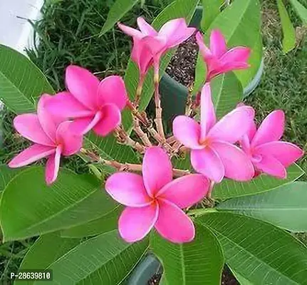 Platone Plumeria Plant HMPA36