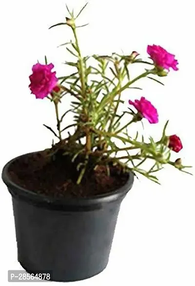 Platone Portulaca Plant Portulaca Pink Flower Plant With Pot-thumb0