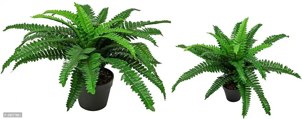 Platone Fern Plant Fern Plants Combo