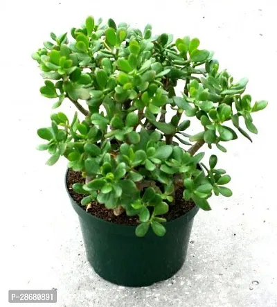 Platone Jade Plant Jade Plant 01