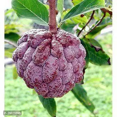 Platone Custard Apple Plant Shhrifa Plant 008-thumb0