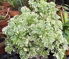 Platone Aralia Plant Aralia Plant- Healthy Live 1 Plant - Green Aralia Plant.-thumb1