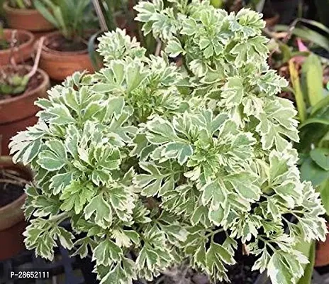 Platone Aralia Plant Aralia Plant- Healthy Live 1 Plant - Green Aralia Plant.-thumb2