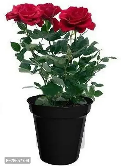 Platone Rose Plant BHJG321-thumb0