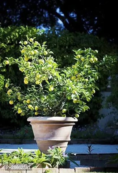 Platone Lemon Plant RSP_803