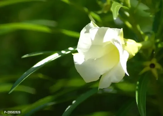 Platone Oleander Plant white kolkeoleander flower plant oleanderkarabi flower plant-thumb2