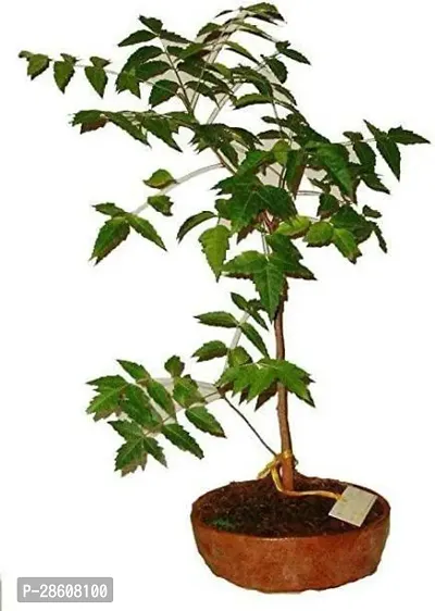 Platone Neem Plant Neem Plant-17