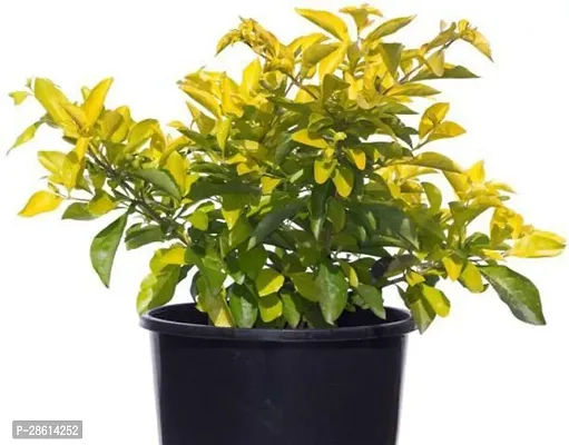 Platone Duranta Plant Duranta Plant-12-thumb0