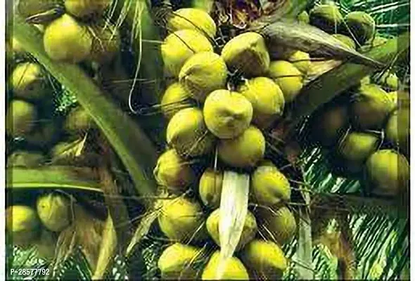 Platone Coconut Plant COCONUT 11