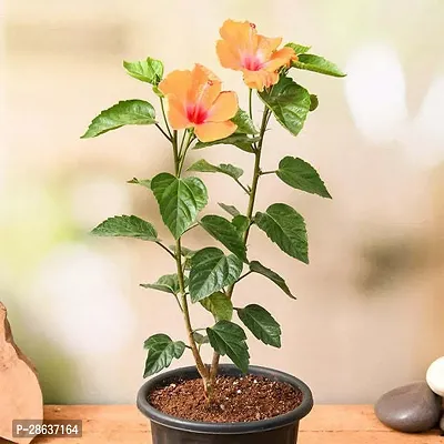 Platone Hibiscus Plant Plants 158