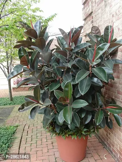 Platone Rubber Tree AS rubber plant 5