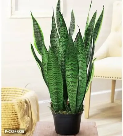 Platone Snake Plant Hybrid_Snake3