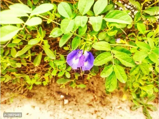 Platone Aparajita Butterfly Pea Plant Aparajita_BLUE_NP152-thumb0