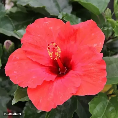 Platone Hibiscus Plant Hibiscus Red Plant CF020