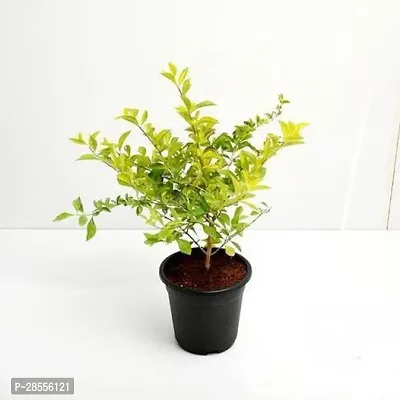 Platone Duranta Plant Duranta Plant-1-thumb0