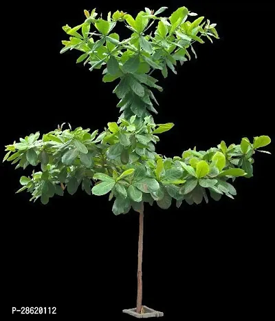 Platone Almond Plant almond plant 69-thumb0