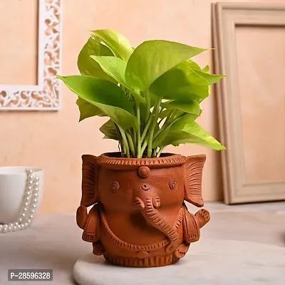 Platone Money Plant Money Live Indoor Plant With Ganesha Shape Clay Pot For Home Decor