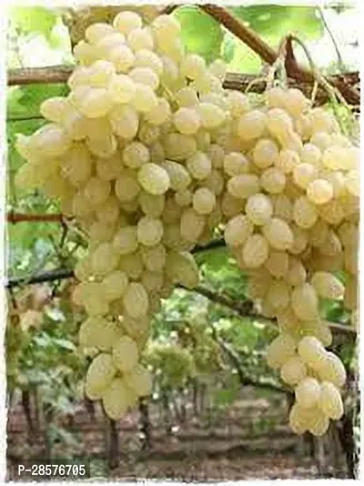 Platone Grape Plant Dominga Grape Plant