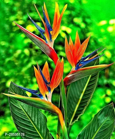 Platone Bird of Paradise Plant Bird of Pradise Flower Plant 02