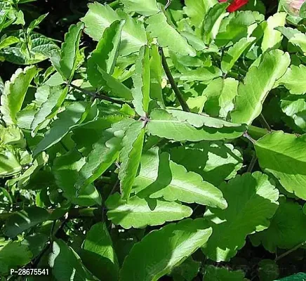 Platone Bryophyllum PinnatumPatharchatta Plant Bryophyllum PinnatumPatharchatta Plant-2-thumb0