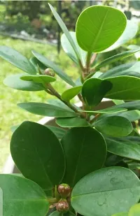 Platone Ficus Bonsai Plants 57788-thumb1