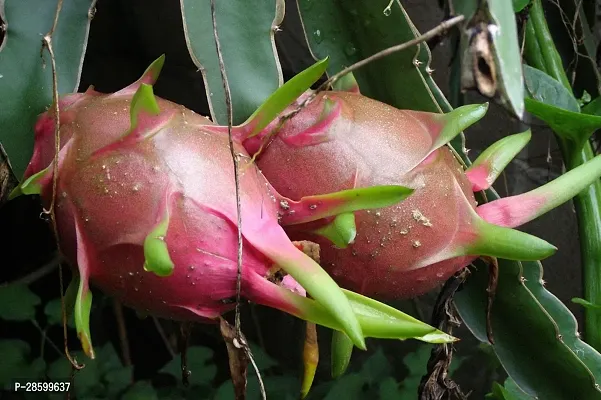 Platone Dragon Tree Red Dragon Fruit