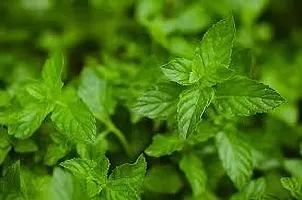 Platone Mint Plant MINT PLANT O99-thumb1