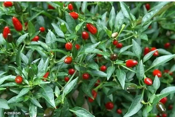 Platone MirchChilli Plant mirchi plant 796