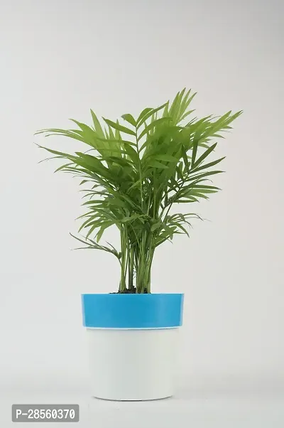 Platone Areca Palm chamaedorea plant with blue and white pot-thumb3