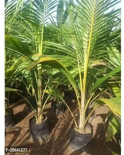 Platone Coconut Plant tc201