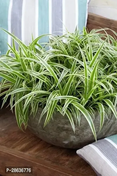 Platone Spider Plant Spider plant 99