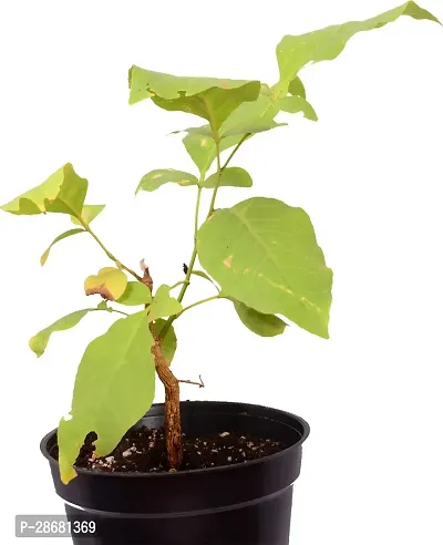 Platone Bel Plant Belva patre Plant With Pot-thumb2