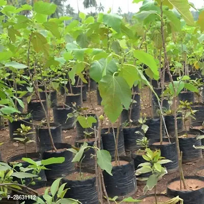 Platone Ajwain Plant Red Israel Khurtmani Variety Fig Anjeer Fruit (Air layeredGrafted) Live PlantsTree(1-1.5 Ft Size)-thumb2