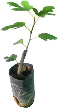 Platone GularCluster Fig Plant Fig Plant (Anjeer Fruit) - Var. Brown Turkey - 6-8 inch (potted)-thumb1