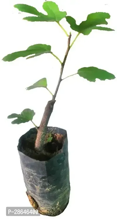 Platone GularCluster Fig Plant Fig Plant (Anjeer Fruit) - Var. Brown Turkey - 6-8 inch (potted)-thumb2