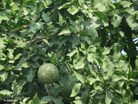 Platone Bel Plant Bel Tree Bilva Patra Bel Patra Bengal quince Wood apple Vilvam Sandiliyamu Bilvapatre Adhararuha Beli fruit Aegle Marmelos Live Plant.