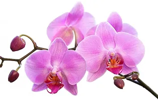 Platone Lily Plant Kanchan flower plant , orchid plant purple-thumb1