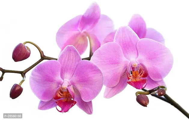 Platone Lily Plant Kanchan flower plant , orchid plant purple-thumb2