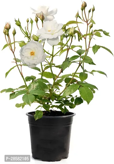 Platone Rose Plant Beautiful gardening flora rose plant with pot color white.-thumb0