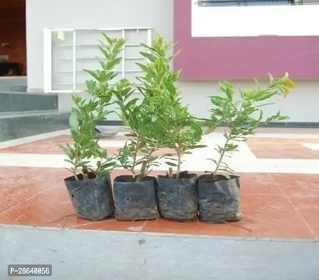 Platone Pomegranate Plant pomegranate plant