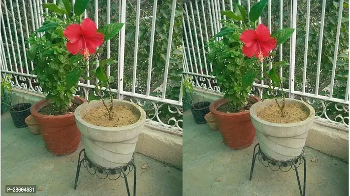 Platone Hibiscus Plant TIGHIBI101