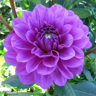 Platone Chrysanthemums Guldavari Plant Dahlia-21_Plant-thumb0