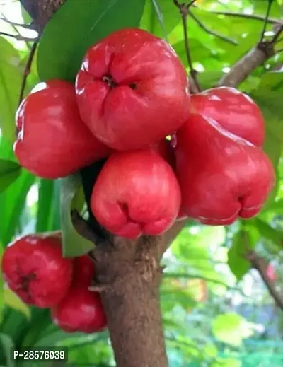 Platone Custard Apple Plant WatterApple_Red_Plant