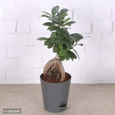 Platone Ficus Plant TIGbonfic43