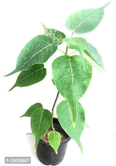 Platone Ficus Plant Backyard Planting Young PeepalSacred Fig Plant-thumb0