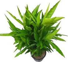 Platone Tea Plant Tea Plant ( Karanchi Tea Plant )-thumb1