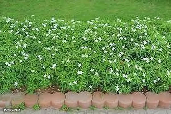 Platone Jasmine Plant Jasmine togor Plant-thumb0