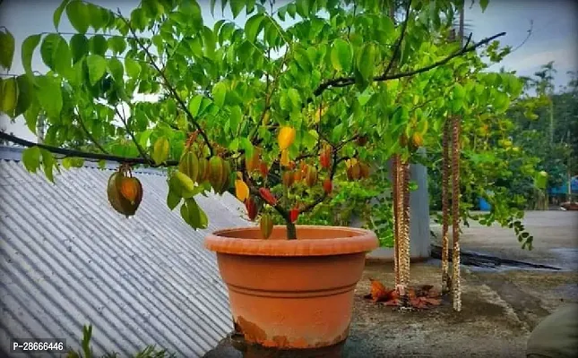 Platone Star Fruit Carambola Grafted Plant Star Fruit Hybrid Live Plant-Grafted All Time Sweet Variety Sulav CF102