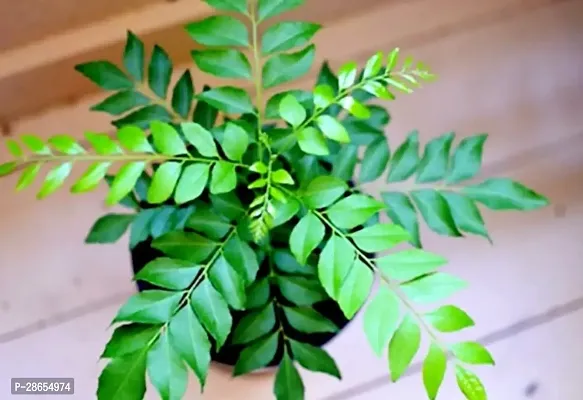 Platone Curry Leaf Plant Curry Leaf Plant-thumb2