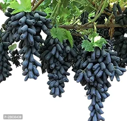 Platone Grape Plant Rumani Grape Plant For Outdoor Garden-thumb0